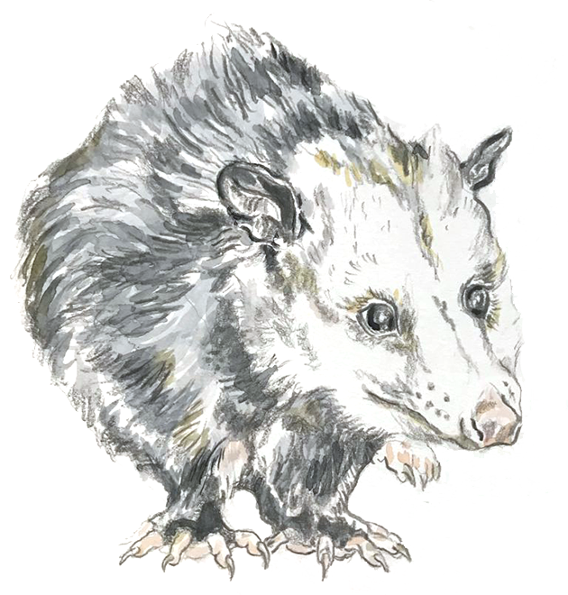 opossum drawing