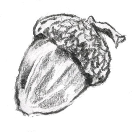acorn drawing that shakes