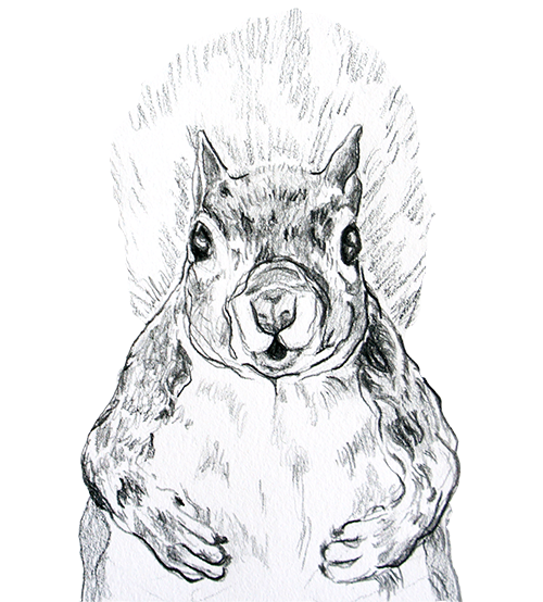 squirrel-image